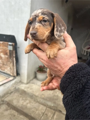 Teckel Mini Merle - imagine 3