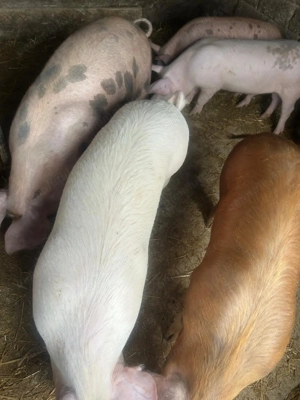 Vând purcei grasuni 60 kg - imagine 2