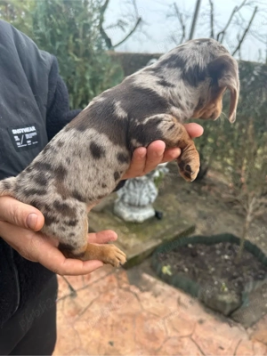 Teckel Mini Merle - imagine 5