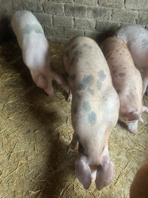 Vând purcei grasuni 60 kg - imagine 4