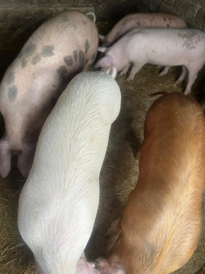 Vând purcei grasuni 60 kg - imagine 3