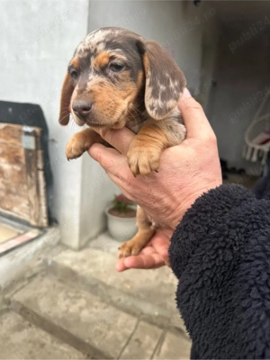 Teckel Mini Merle - imagine 2