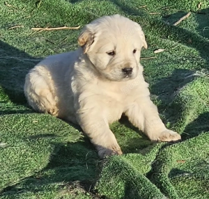 Golden retriever  mascul - imagine 3