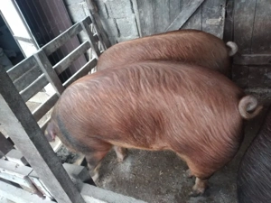 Porc de vînzare 180-200kg  - imagine 3