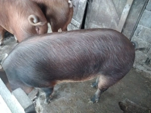 Porc de vînzare 180-200kg  - imagine 2