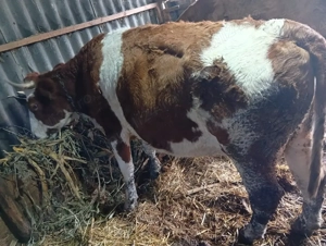 vand vaca de 5 ani  - imagine 3