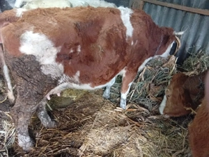 vand vaca de 5 ani  - imagine 2