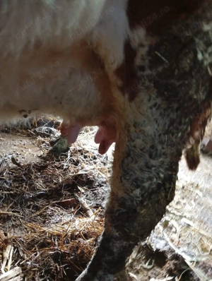 vand vaca de 5 ani  - imagine 4