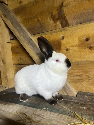 iepure californian - imagine 2