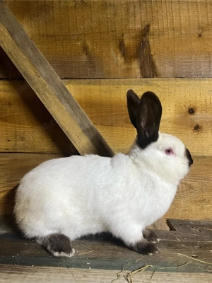 iepure californian - imagine 4