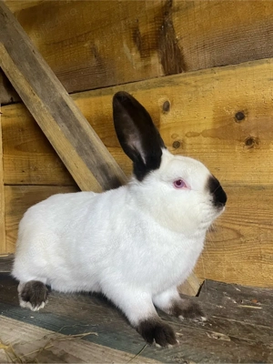 iepure californian - imagine 3