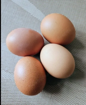 Ouă de gaini austrlop pentru incubat.
