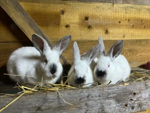 iepuri californian x urias de transilvania - imagine 2