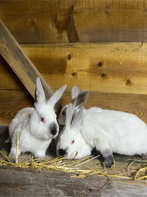 iepuri californian x urias de transilvania - imagine 4