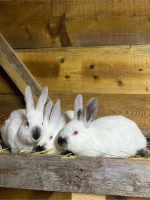 iepuri californian x urias de transilvania - imagine 3