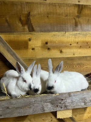 iepuri californian x urias de transilvania - imagine 5