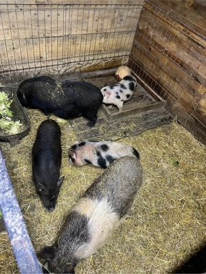 purcei vietnamezi - imagine 4