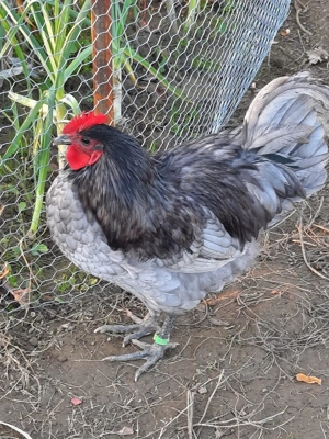 Ouă de gaini austrlop pentru incubat. - imagine 4