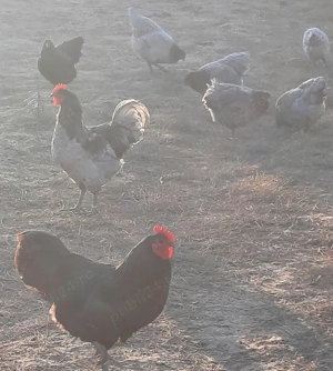 Ouă de gaini austrlop pentru incubat. - imagine 3