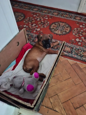 de vanzare - imagine 4