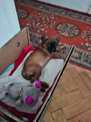 de vanzare - imagine 3