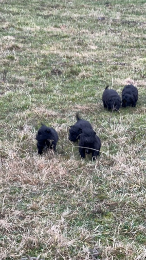 catei de intors oi capre vaci  - imagine 2