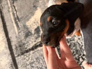 TEKEL pui 6 saptamini,negru cu maro,vaccinat,cu carnet  - imagine 2