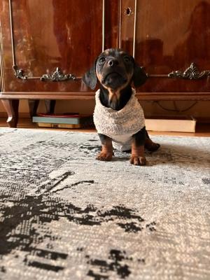 TEKEL pui 6 saptamini,negru cu maro,vaccinat,cu carnet 