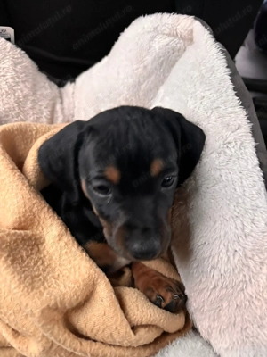 TEKEL pui 6 saptamini,negru cu maro,vaccinat,cu carnet  - imagine 4