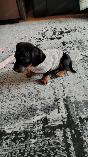 TEKEL pui 6 saptamini,negru cu maro,vaccinat,cu carnet  - imagine 3