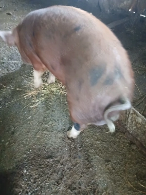 Vând vierr - imagine 2