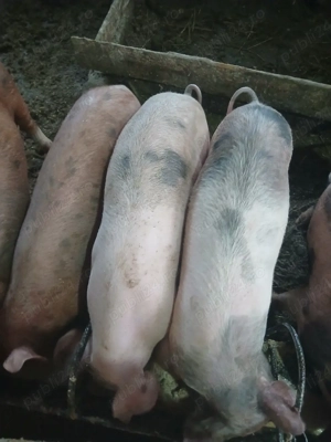 Vând purcei  - imagine 3