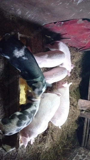 Vând purceii mai multe detalii la nr de telefon    - imagine 3