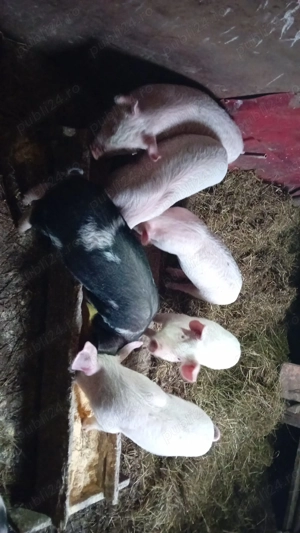 Vând purceii mai multe detalii la nr de telefon    - imagine 4