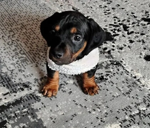 TEKEL pui 6 saptamini,negru cu maro,vaccinat,cu carnet  - imagine 5