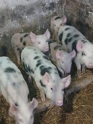 Vând purcei  - imagine 2