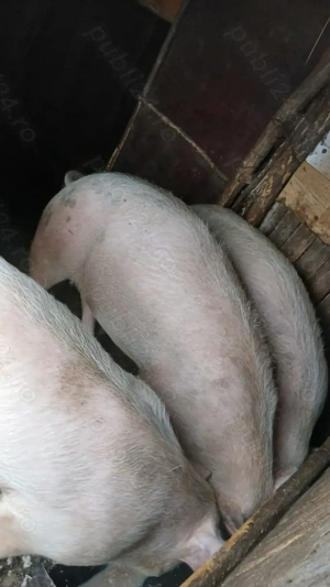 Landrace de tinut sau reproductie - imagine 4