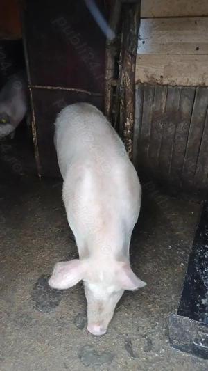 Landrace de tinut sau reproductie - imagine 2