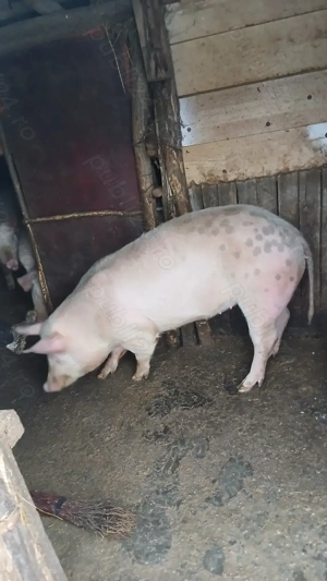 Landrace de tinut sau reproductie - imagine 3