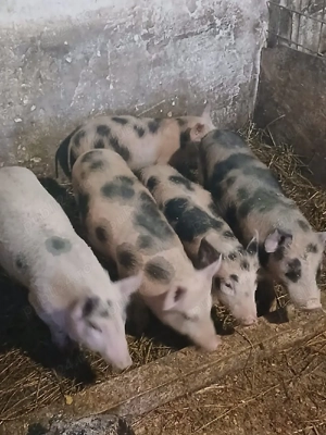 Vând Purceii - imagine 4