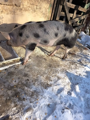 Purcea 80kg - imagine 3