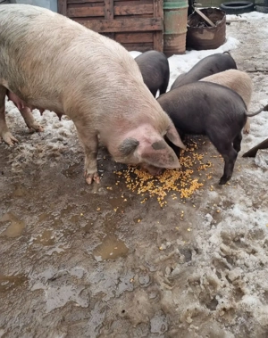 soldani     - imagine 3