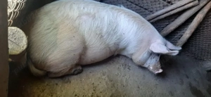 Vand 1 porc aproximativ 240 kg - imagine 2