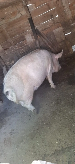 Vand 1 porc aproximativ 240 kg