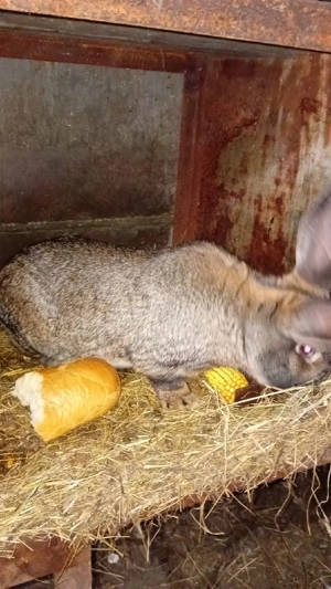 Vând iepurițe gestante de top 