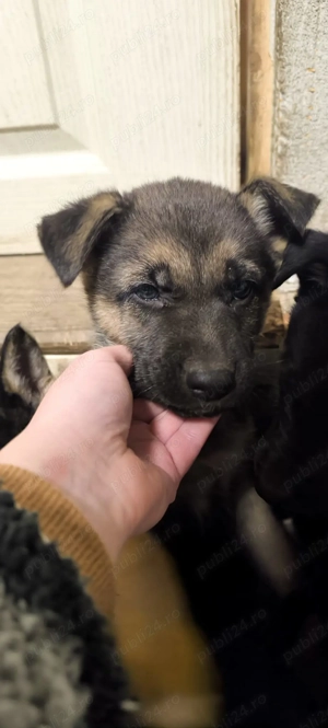 Pui Ciobanesc German - imagine 5