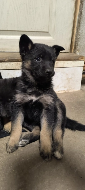 Pui Ciobanesc German