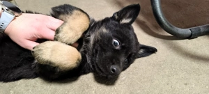 Pui Ciobanesc German - imagine 2