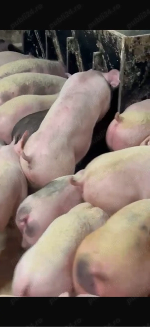 Vand soldani  - imagine 3