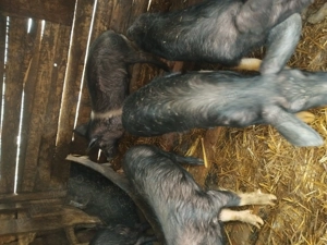 Soldani de vanzare - imagine 2